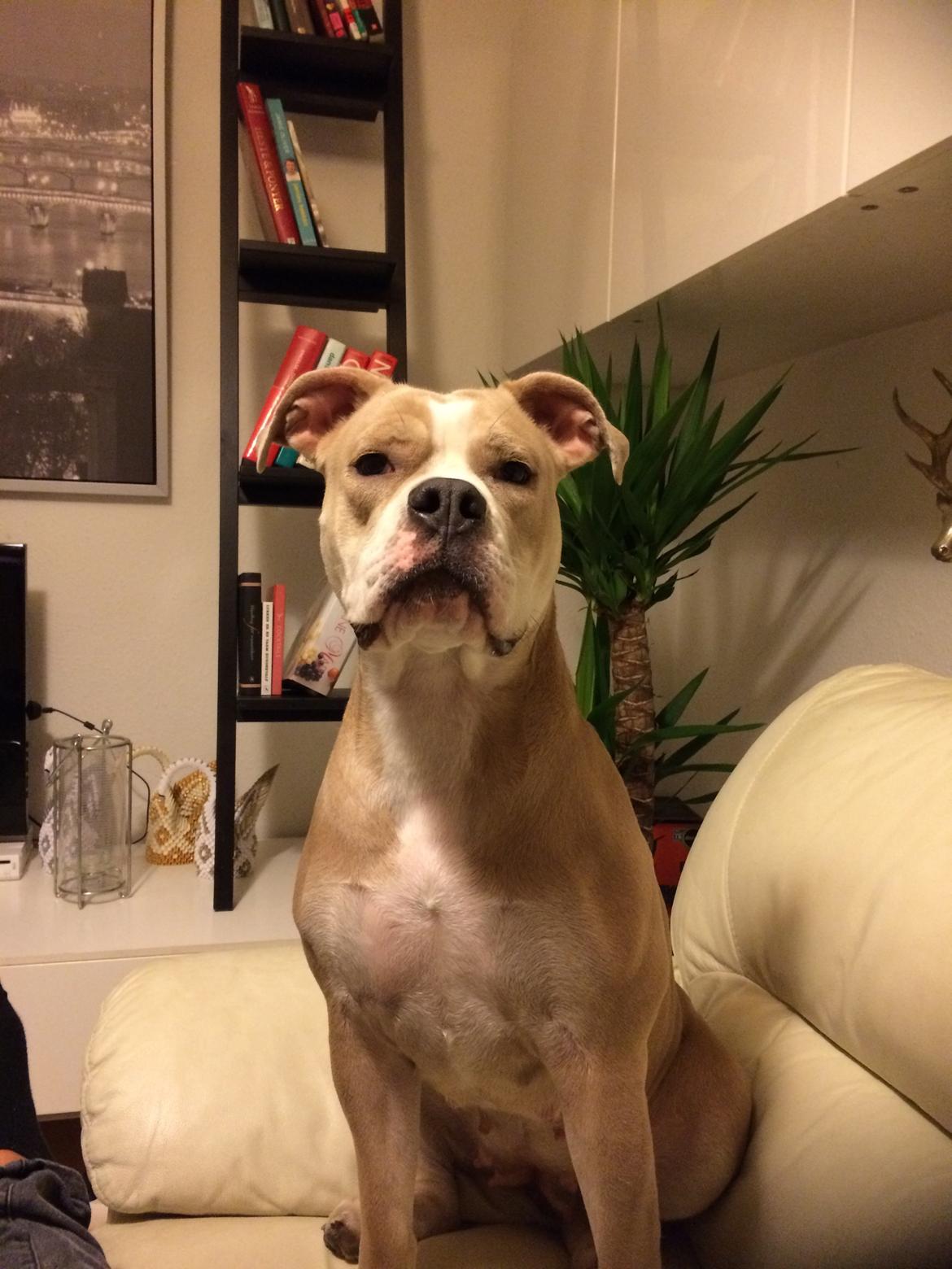 Olde english bulldogge Nala billede 11