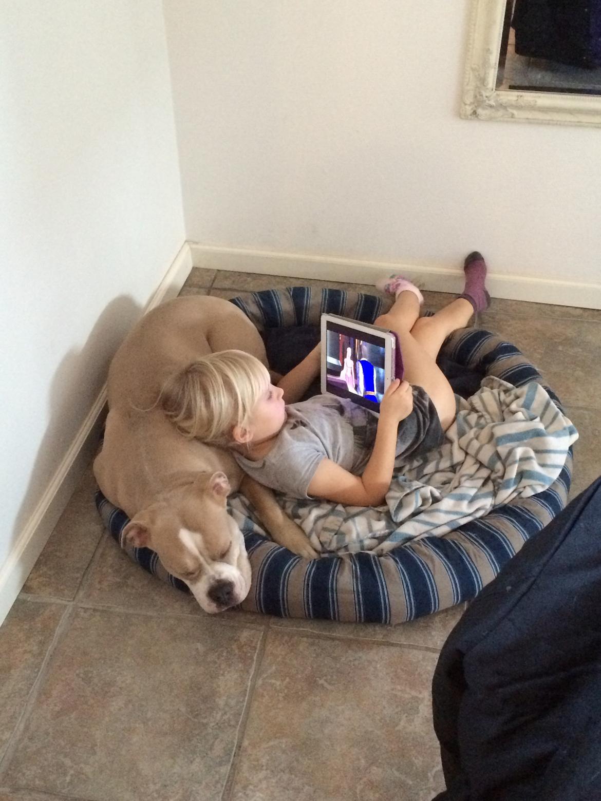 Olde english bulldogge Nala billede 12