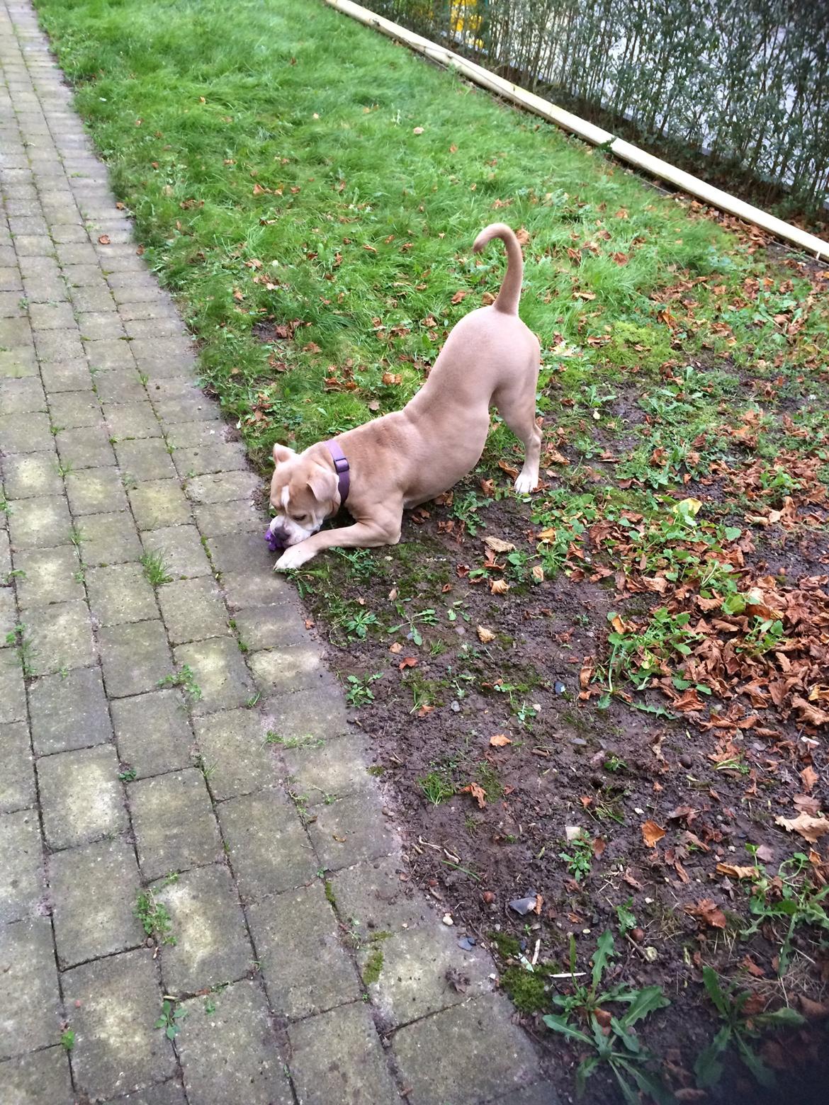 Olde english bulldogge Nala billede 13