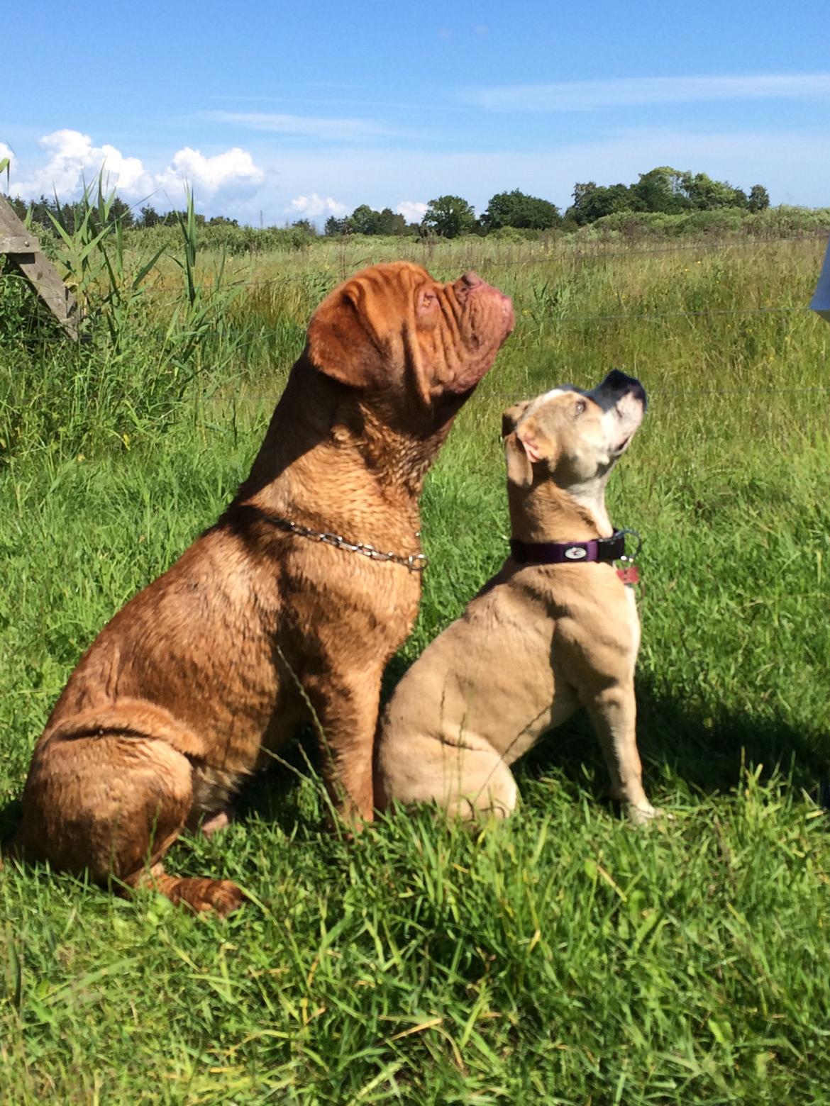 Olde english bulldogge Nala billede 14