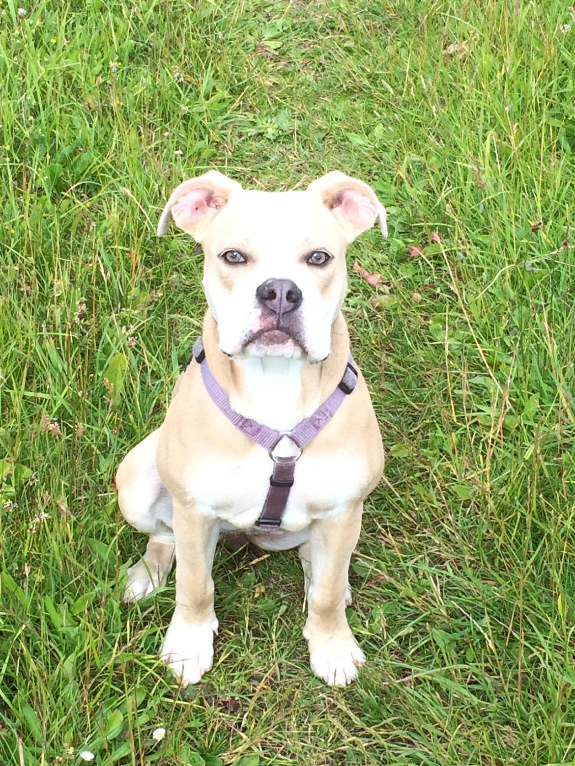 Olde english bulldogge Nala billede 1