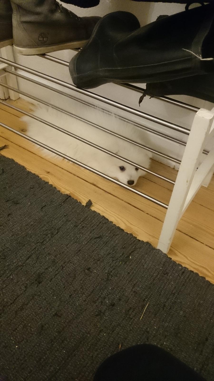 Japansk spids Aggie - 8 uger gammel  billede 10