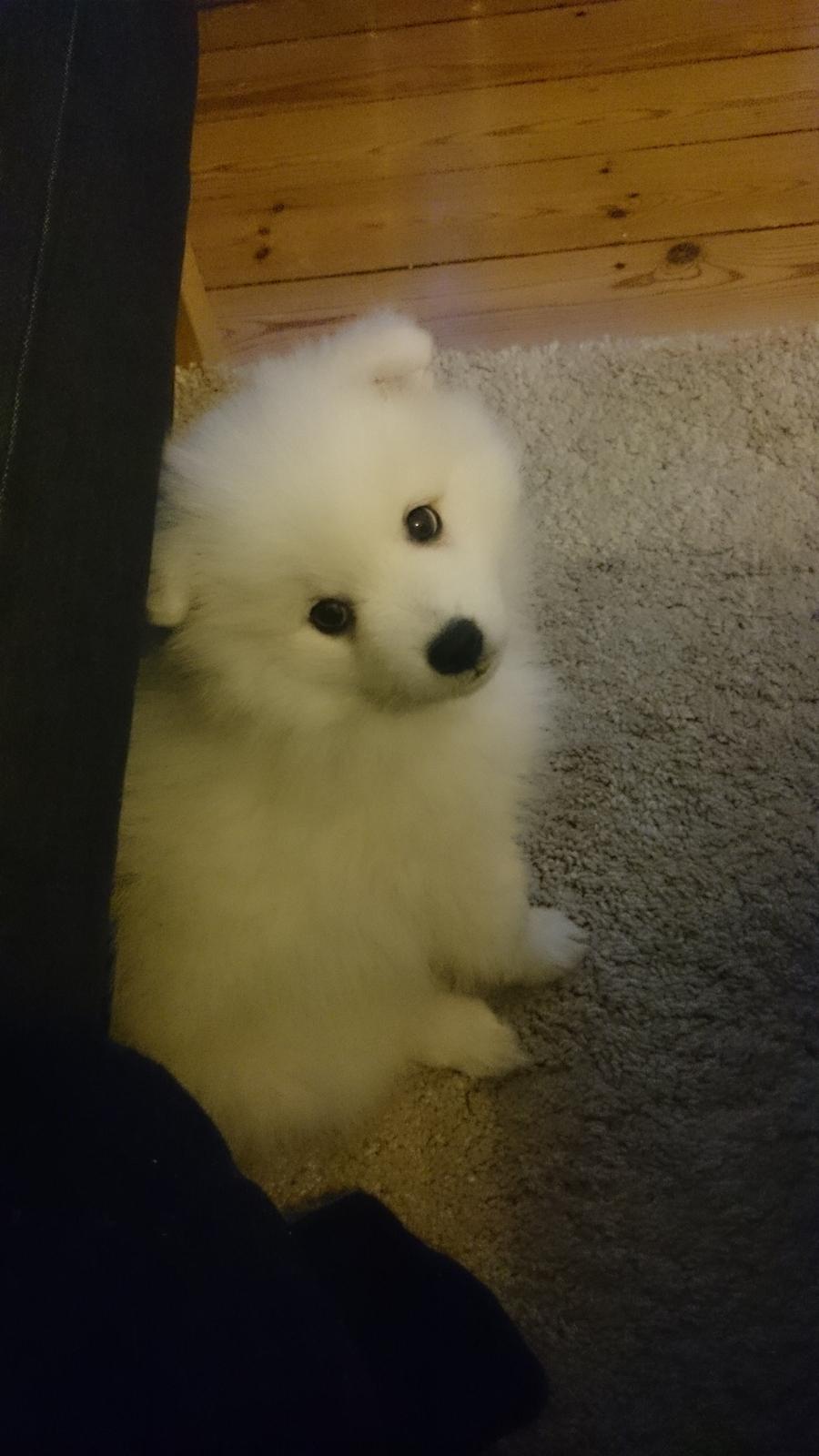 Japansk spids Aggie - Aggie 8 uger gammel  billede 11