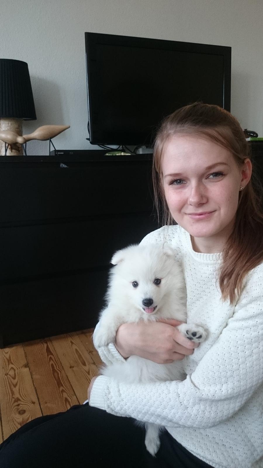 Japansk spids Aggie - 8 uger  gammel billede 12