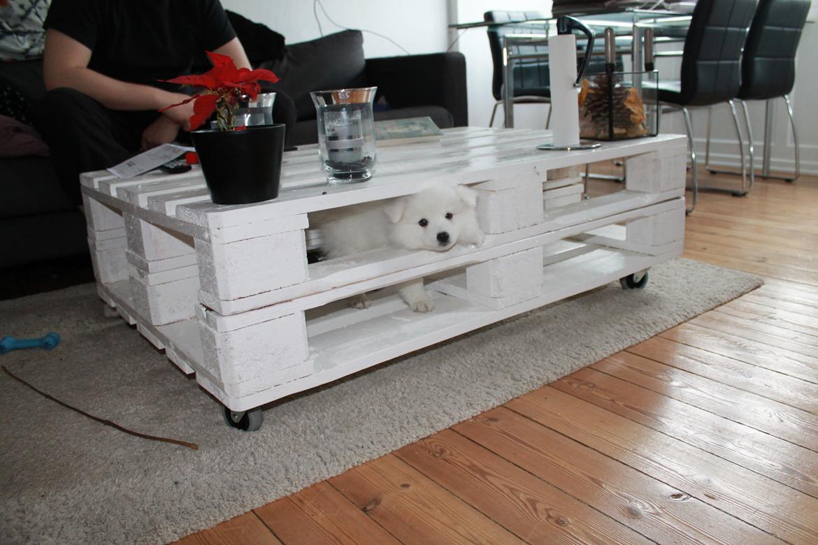 Japansk spids Aggie - 8 uger gammel billede 14