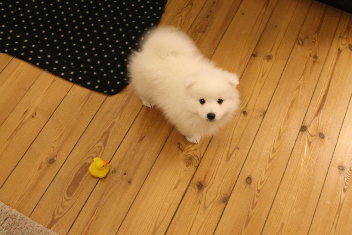 Japansk spids Aggie - 8 uger  billede 15