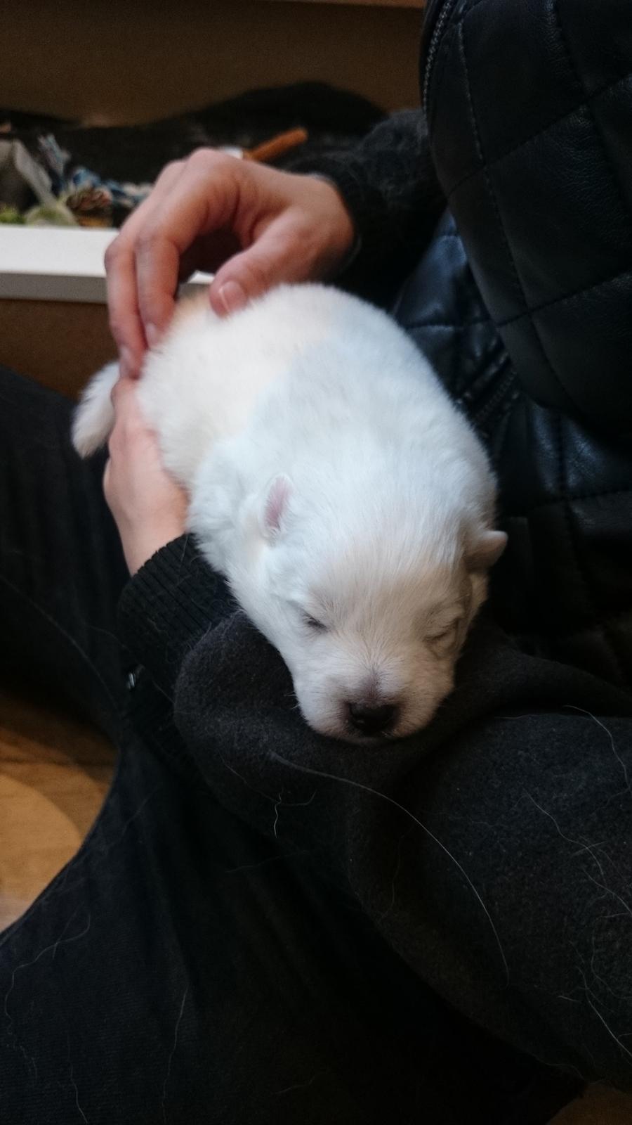 Japansk spids Aggie - 2 uger  gammel billede 16