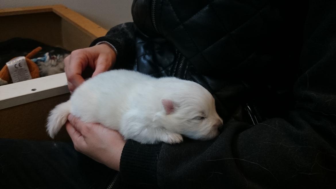 Japansk spids Aggie - 2 uger gammek  billede 17