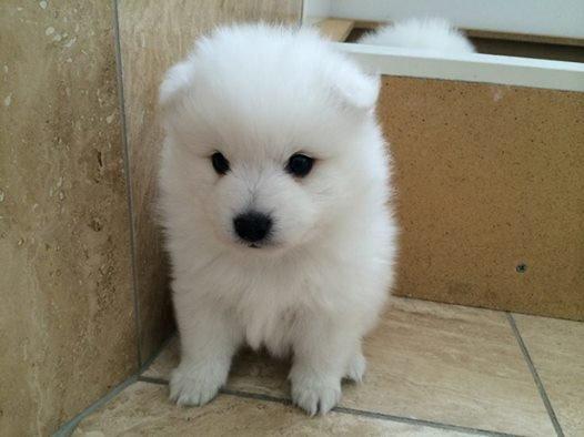 Japansk spids Aggie - 5 uger gammel billede 18