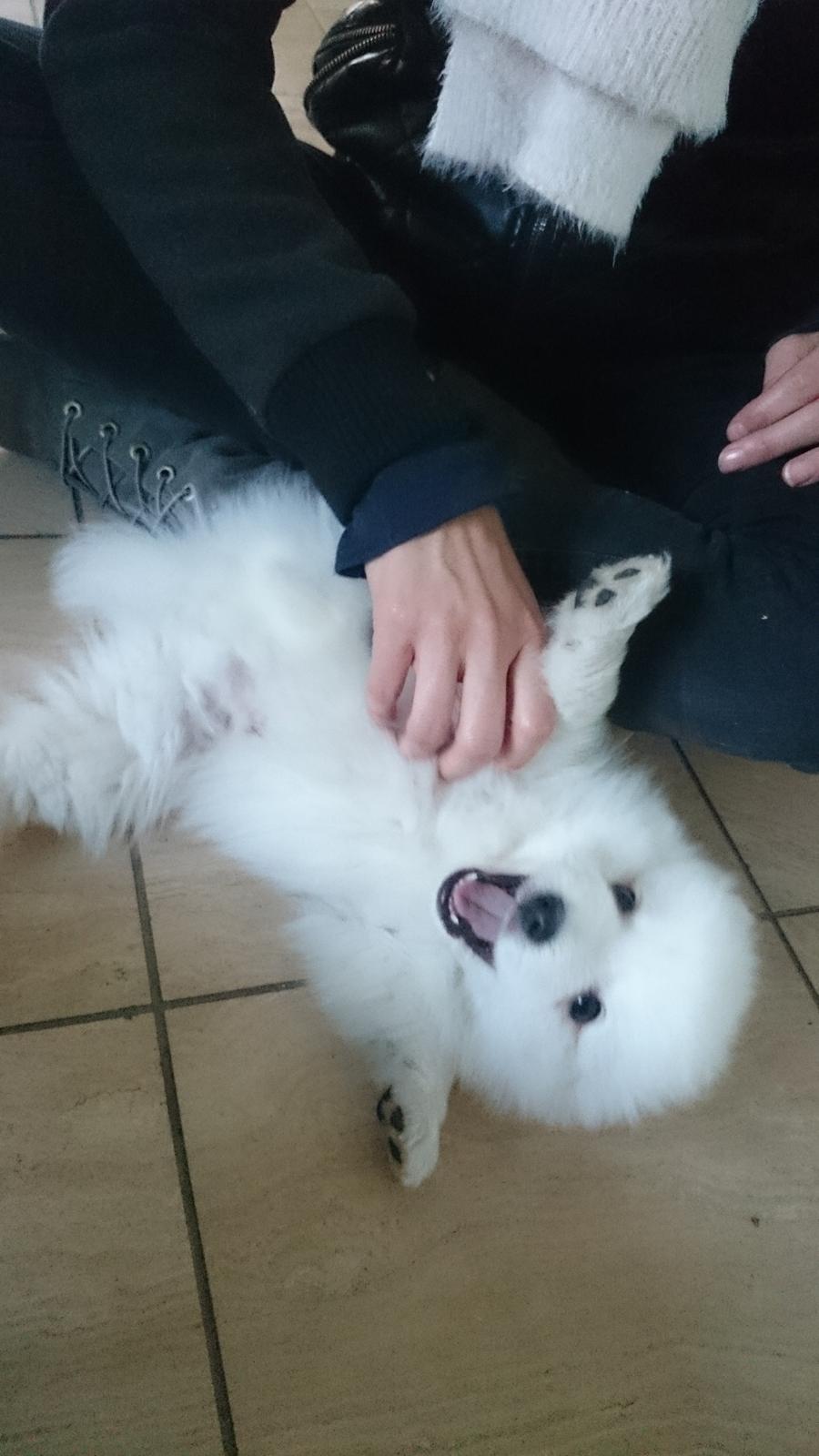 Japansk spids Aggie - 7 uger gammel billede 19