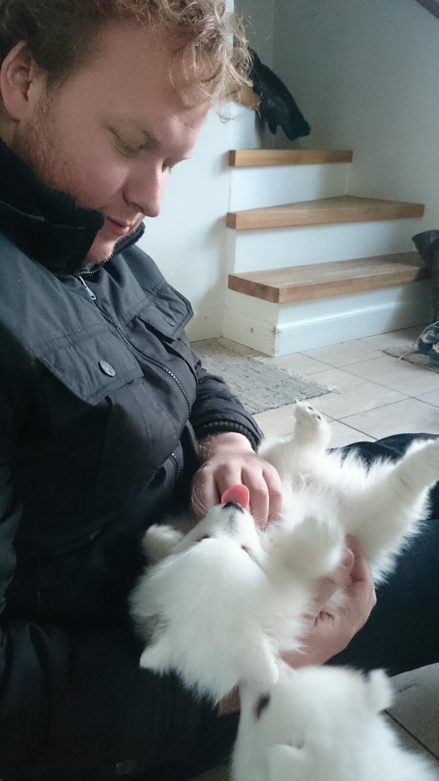 Japansk spids Aggie - 7 uger gammel billede 20