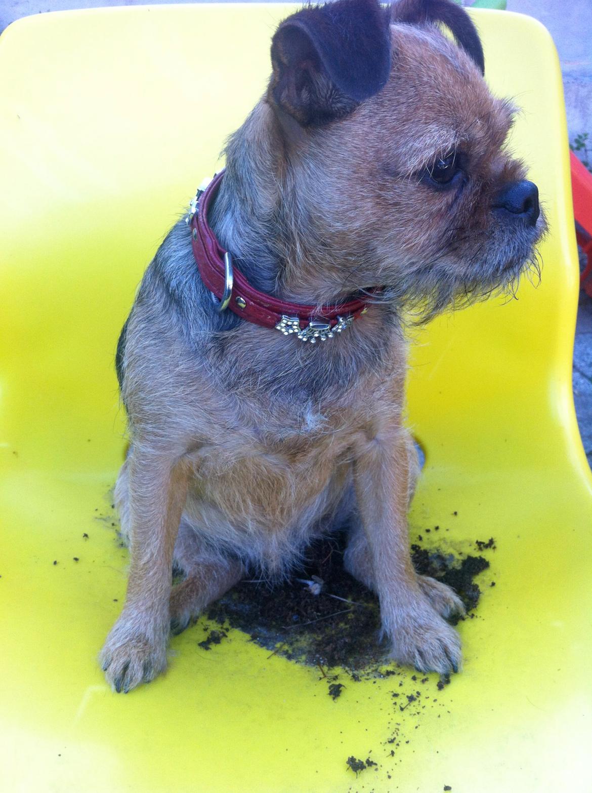 Blanding af racer *Pugshire* Daimi af bredekilde billede 4