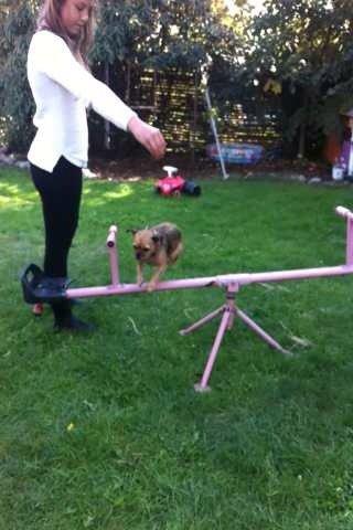 Blanding af racer *Pugshire* Daimi af bredekilde - fra før vi fik "rigtige" spring. springet er 30 cm billede 5