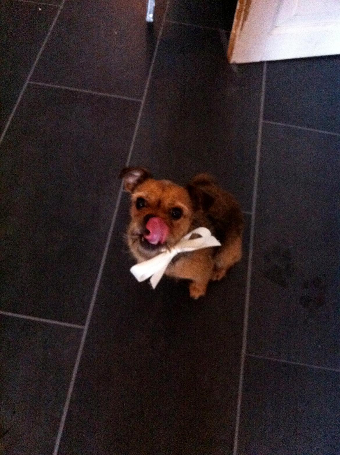 Blanding af racer *Pugshire* Daimi af bredekilde - *jul 2014* min lille jule hund <3  billede 6