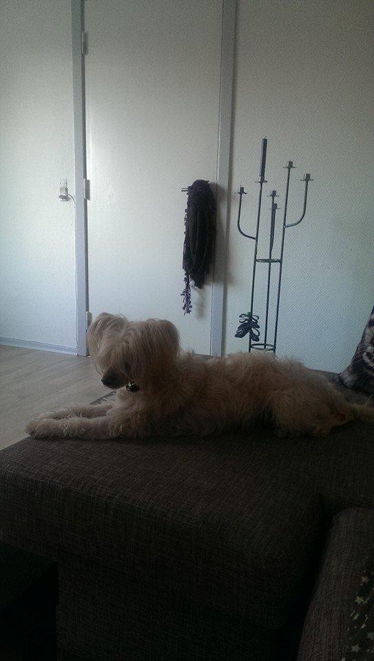 Chinese crested powder puff Bumle billede 32