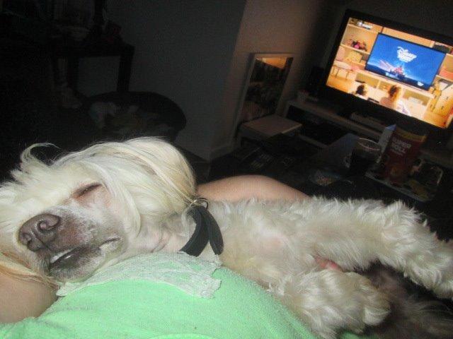 Chinese crested powder puff Bumle billede 1