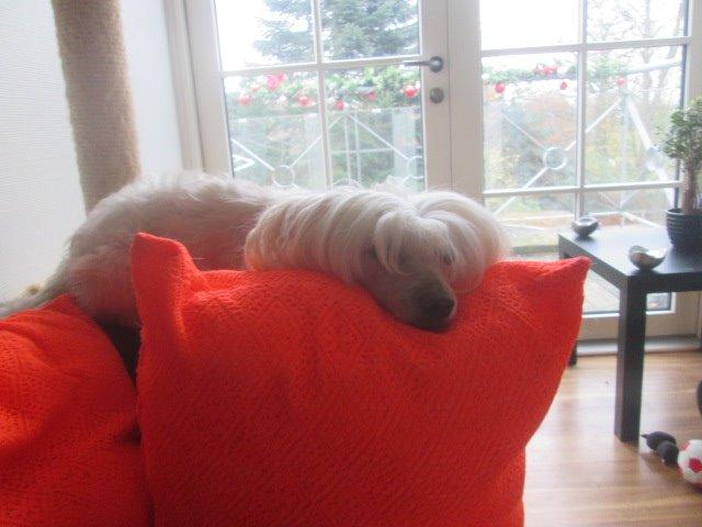 Chinese crested powder puff Bumle billede 33