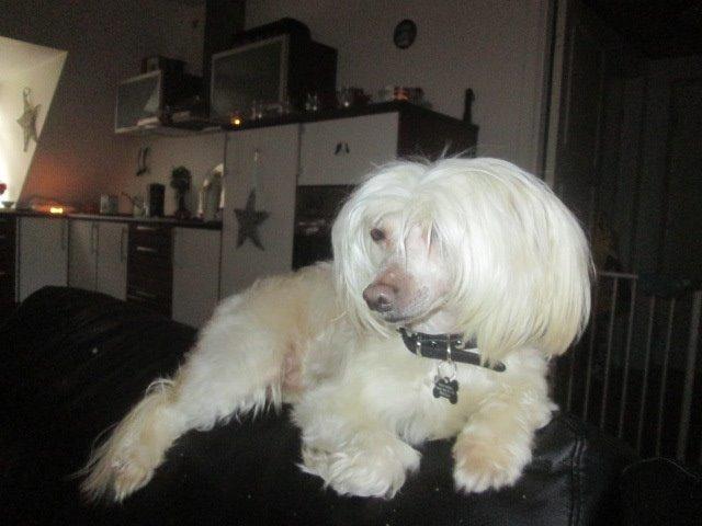 Chinese crested powder puff Bumle billede 34