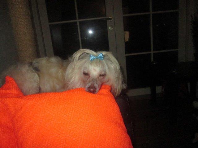 Chinese crested powder puff Bumle billede 35