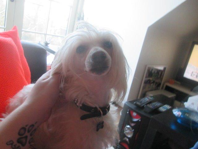 Chinese crested powder puff Bumle billede 36