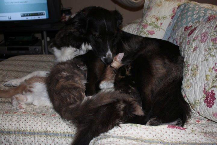 Blanding af racer Klunte-Hunden billede 2