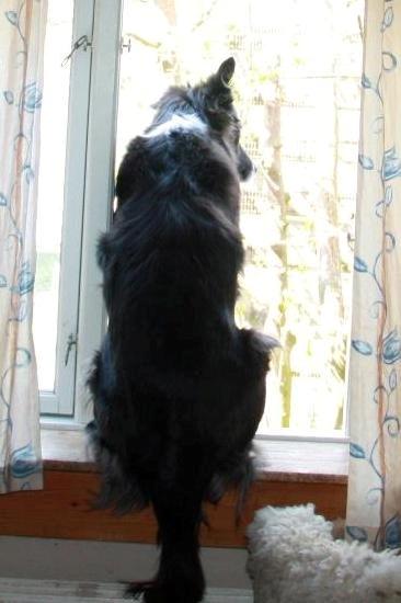 Blanding af racer Klunte-Hunden billede 5