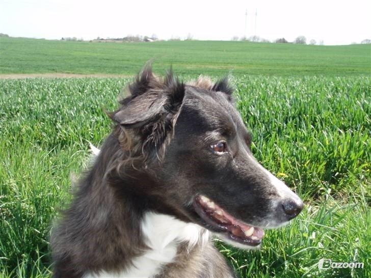 Blanding af racer Klunte-Hunden billede 9