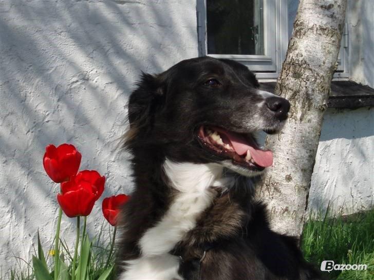 Blanding af racer Klunte-Hunden billede 1