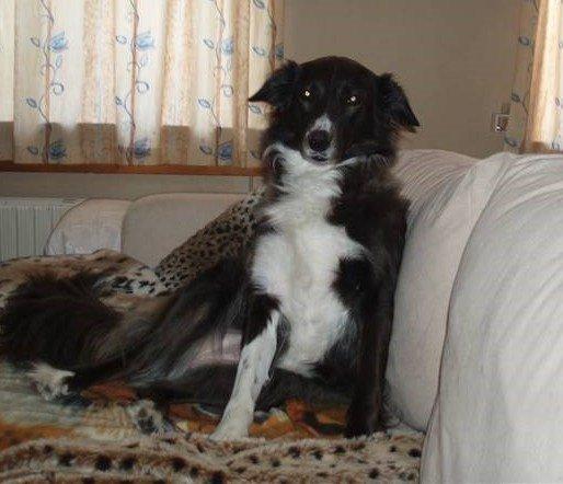 Blanding af racer Klunte-Hunden billede 10