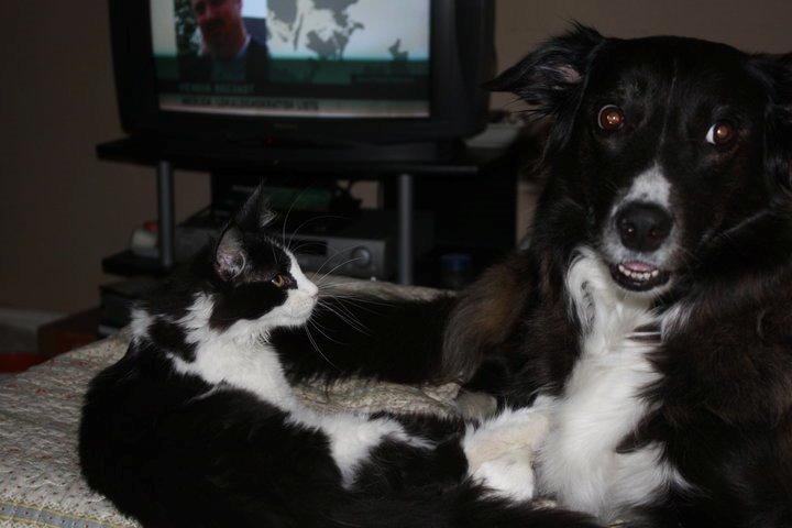 Blanding af racer Klunte-Hunden billede 4