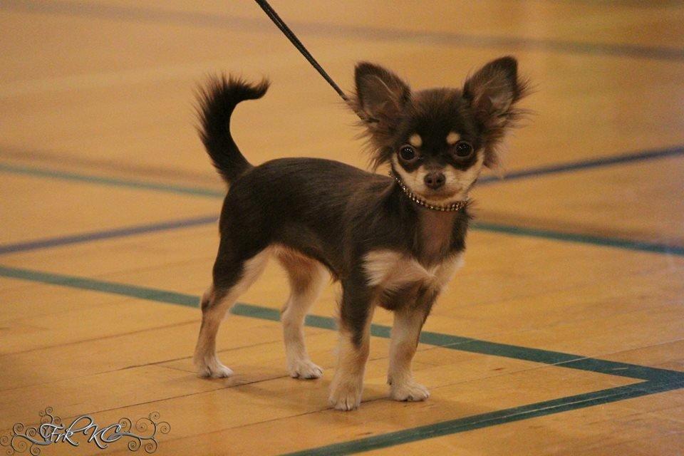 Chihuahua Manzana's Last Star of Selena - Lua som 5 måneder :) (1. pr) billede 4