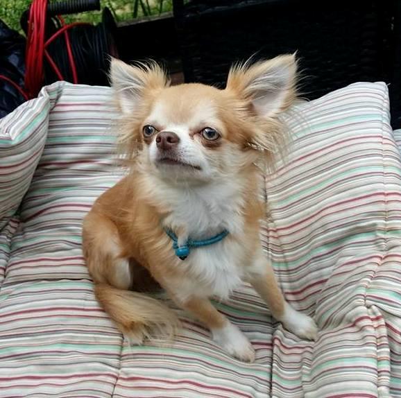 Chihuahua High Fly's Miguel billede 2