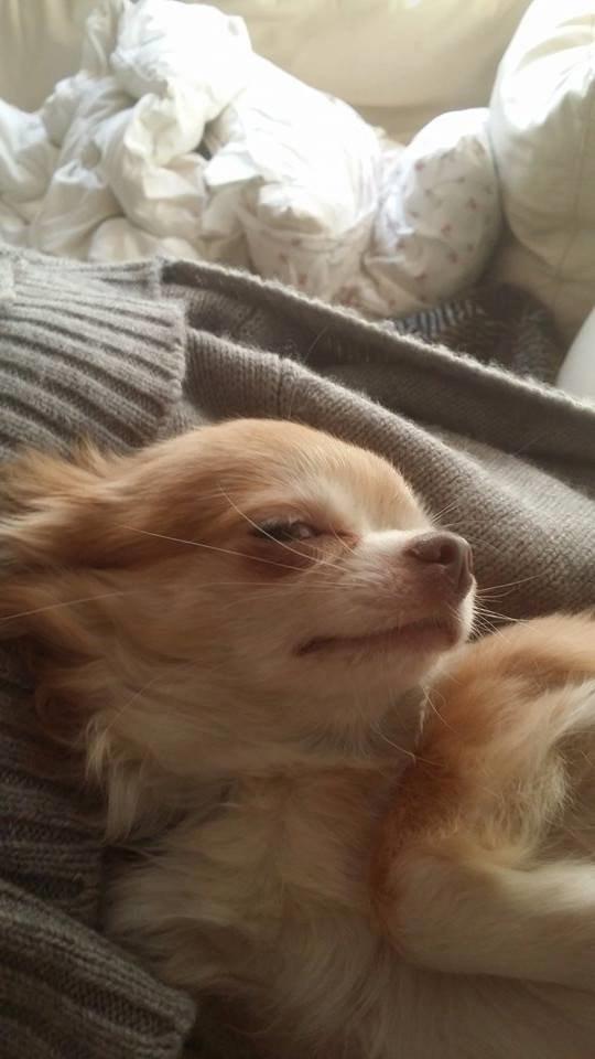 Chihuahua High Fly's Miguel billede 3