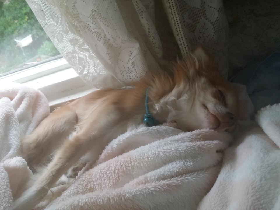 Chihuahua High Fly's Miguel billede 4