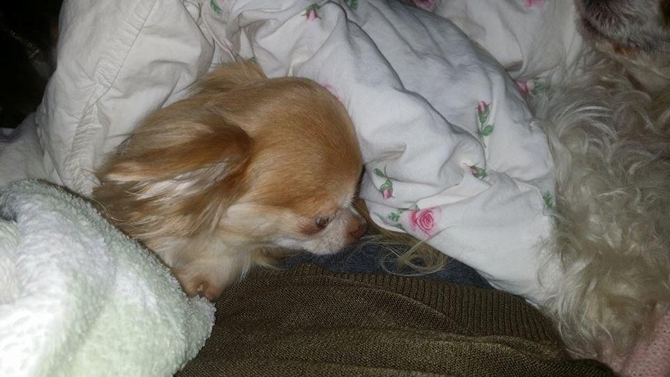 Chihuahua High Fly's Miguel billede 5