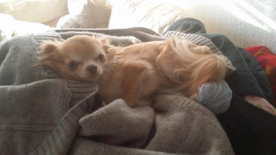 Chihuahua High Fly's Miguel billede 1