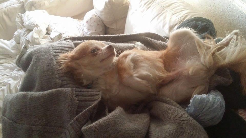 Chihuahua High Fly's Miguel billede 7