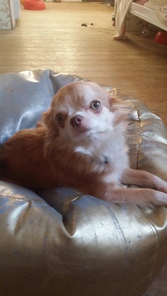 Chihuahua High Fly's Miguel billede 8