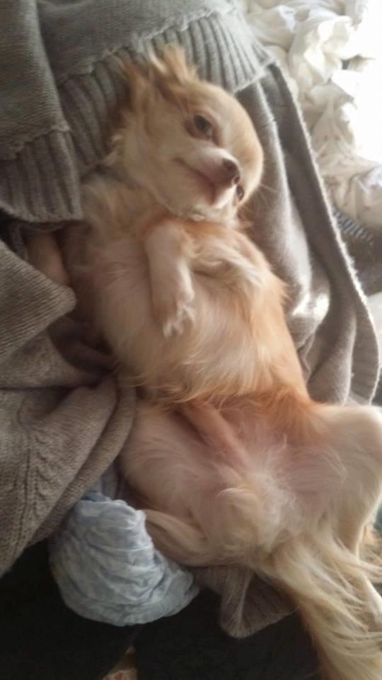 Chihuahua High Fly's Miguel billede 9