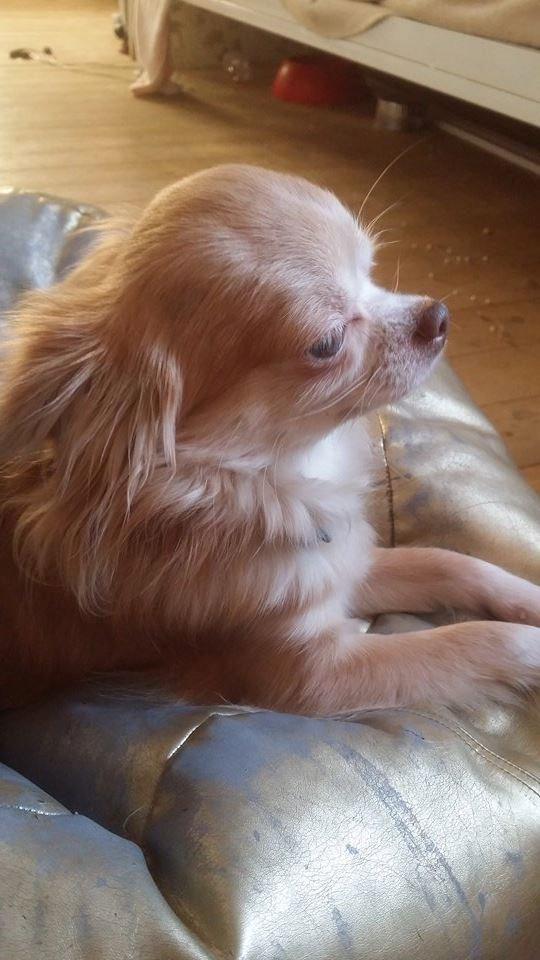 Chihuahua High Fly's Miguel billede 6