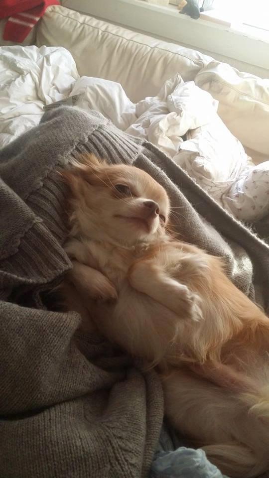 Chihuahua High Fly's Miguel billede 10