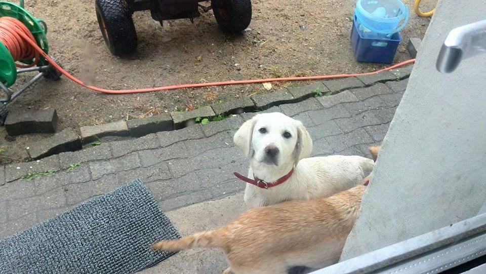 Labrador retriever Micha Mi Diamante - legede lige med min søster ;) billede 27