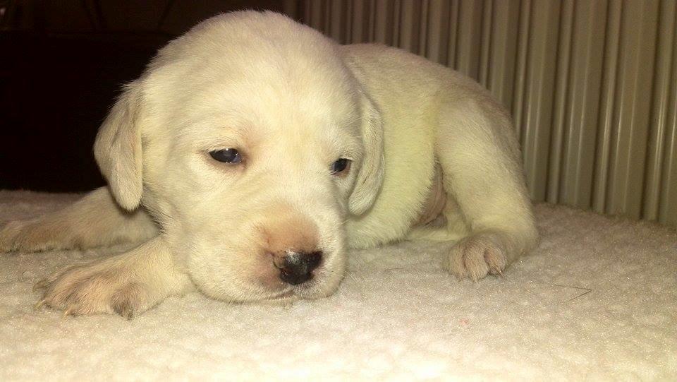 Labrador retriever Micha Mi Diamante billede 3