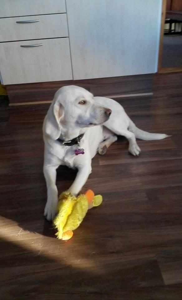 Labrador retriever Micha Mi Diamante billede 29