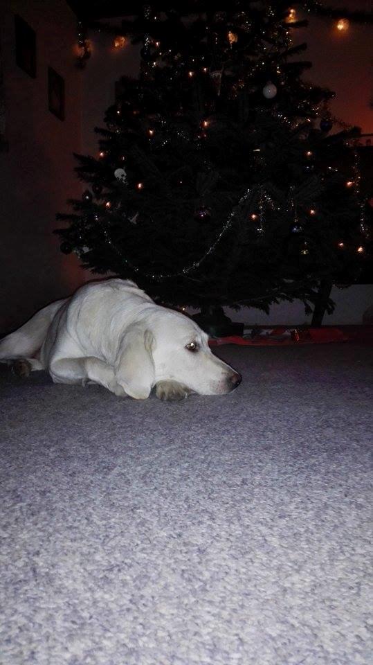 Labrador retriever Micha Mi Diamante - julen 2014 <3 billede 1