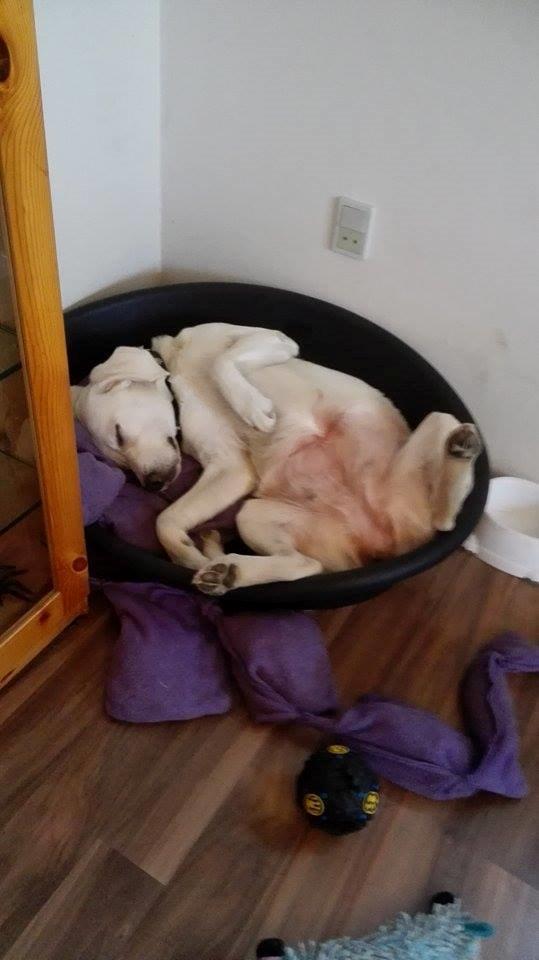 Labrador retriever Micha Mi Diamante - ZZZZZZZZZZzzzzzzzzzzzzz! ;) billede 30