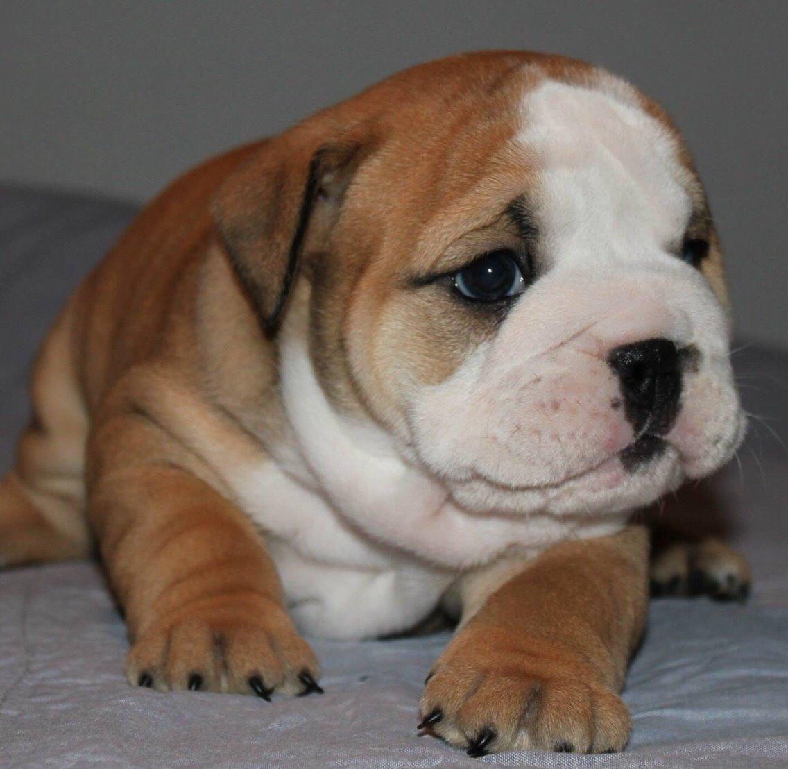 Engelsk bulldog Gumle - Molosshusets Thin Lizzy billede 1