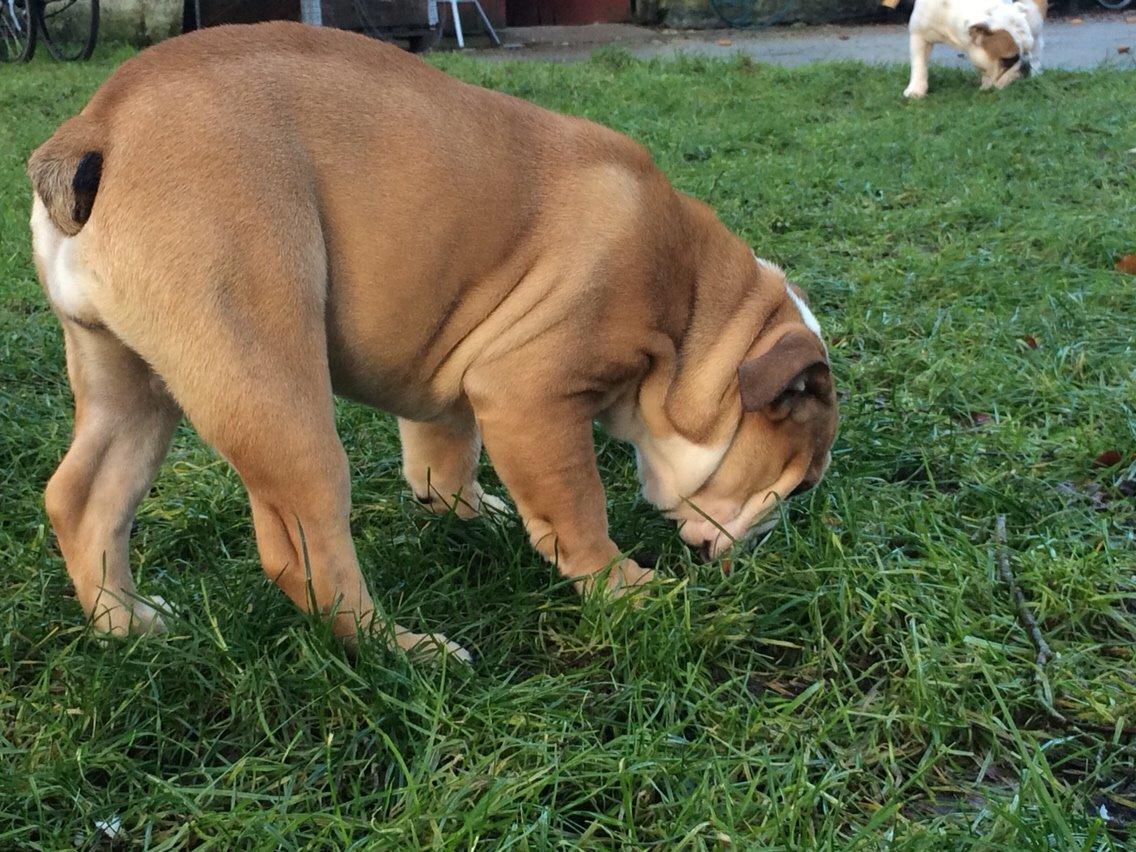 Engelsk bulldog Gumle - Molosshusets Thin Lizzy billede 2