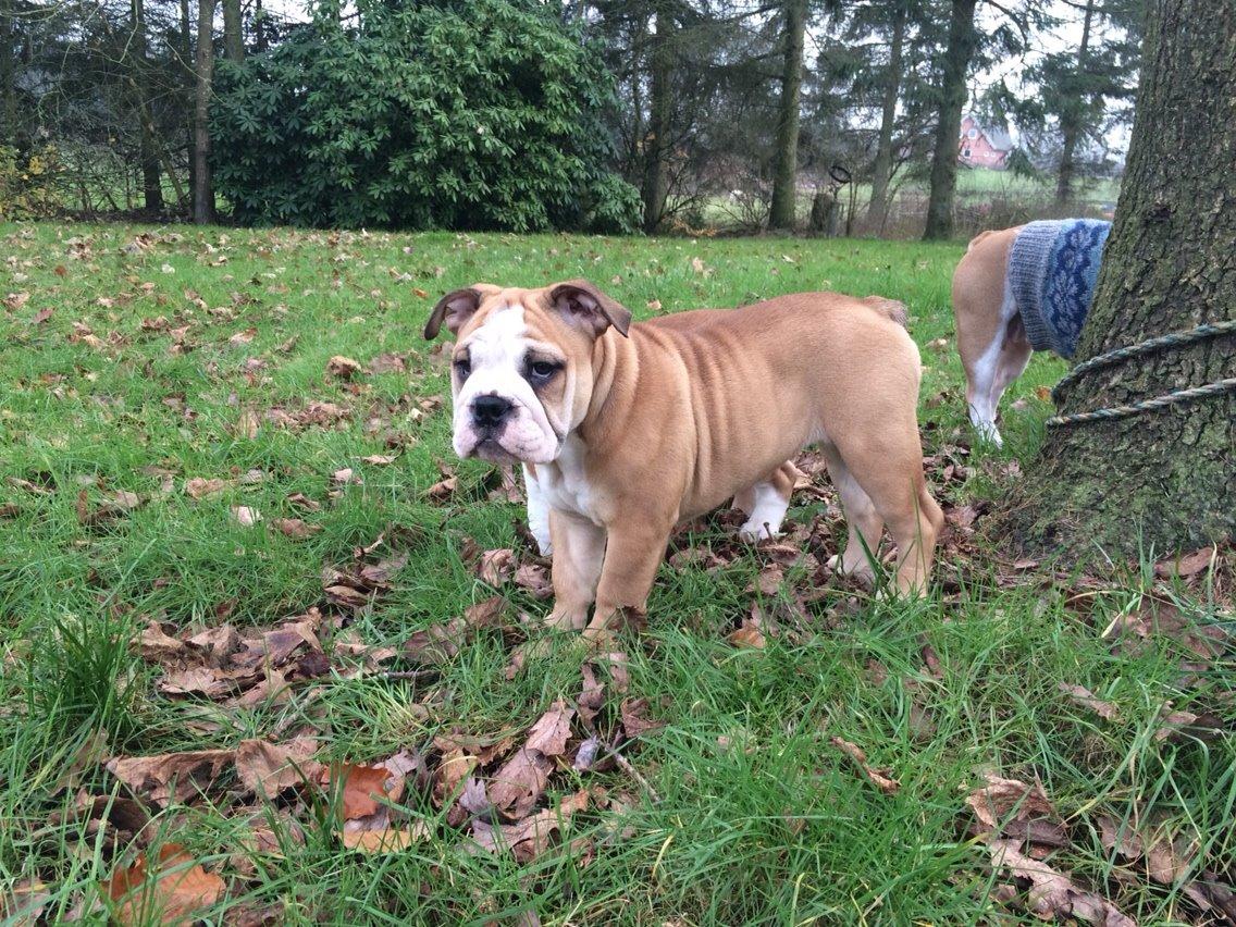 Engelsk bulldog Gumle - Molosshusets Thin Lizzy billede 3