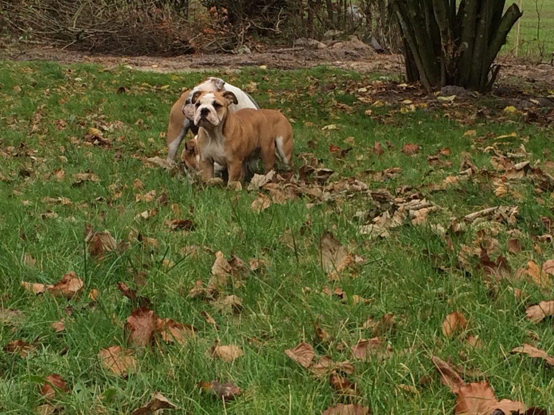 Engelsk bulldog Gumle - Molosshusets Thin Lizzy billede 4